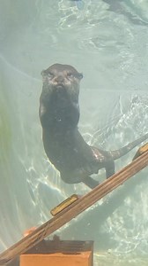 Splish, splash, Lloyd’s taking a bath 🦦💦 #fyp #gopro #otter #otterlovers #otterlove #animalsofinstagram #underwater #splishsplash #video #reel #goprounderwater | Noah's Ark Zoo Farm