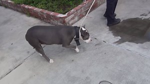 24K views · 711 reactions | DEE DEE is a gentle soul walks great in a...