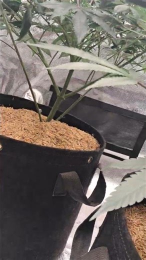 week 2 flower begins