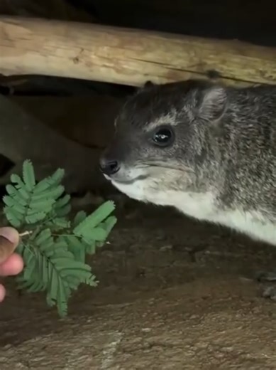 Adorable Hyrax Moments: Daily Cuties Revealed!