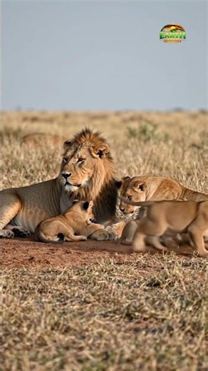 Lion Pride Family Moments | Beautiful Wildlife in the African Savanna #leopardeyes #wildleopard