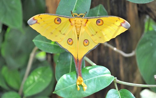Comet Moth
