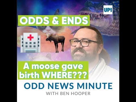 Wildlife center workers don bear suits to feed baby bruin