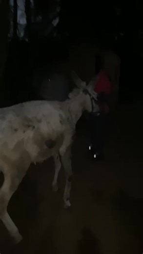 A little reminder about how our new mum arrived suffering tetanus and not expected to make it just a few weeks ago. Egyptequineaid.org/donate/ | Egypt Equine Aid