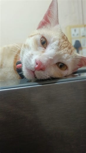 🤷‍♂️💞😿2025 is almost over and nothing will happen to us🤗#cat#petshub#catvideos#pets#funnyanimals#...