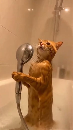 Abdullah Megdad on Instagram: "Caught My Cat Singing Opera in the Shower! 🎤🚿 (Wait for the high note!) 🤣🤣 🚀 Want to create viral videos like mine that hit 15M views and gained 85K followers in a month? Get my 10 secret prompts now! Link in bio. #funny #cat #singing #shower #cute #lol #talent #music #funnycats"