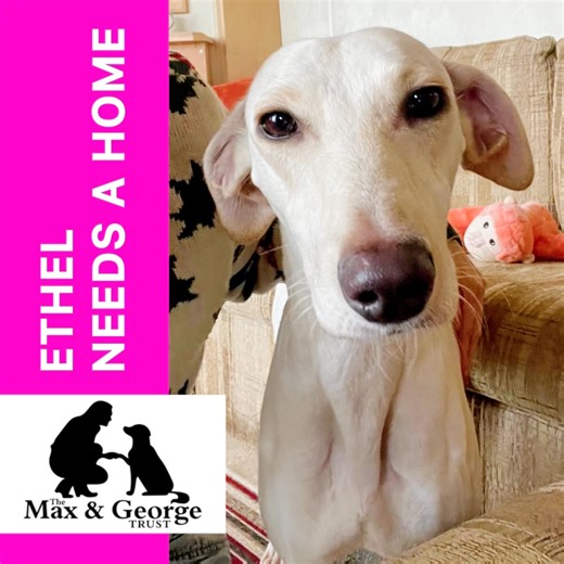 ETHEL NEEDS A HOME You will all remember that Ethel came into our care back in August 2025; showing heartbreaking signs of historic & fresh wounds, very underweight & heavily pregnant. She soon gave birth & has been on the slow road to recovery ever since, while also being Mum to a litter of healthy pups. Over the last 4 months; not only have all her outward scars healed, she has also reached her ideal weight, been spayed … and almost most importantly, her personality & confidence has TRANSFORME