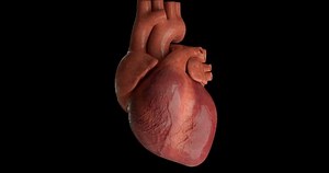 Human Heart Beating Loop Stock Footage Video (100% Royalty-free) 1030127558 | Shutterstock