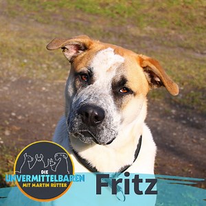 [Anzeige] Boxer, Pointer, Maremmano... Mit Fritz hat man alles in einem 🙈😍 Und doch sucht er immernoch nach einem neuen Zuhause. Der junge Rüde ist ein richtiges Kraftpaket und noch dazu mitten in der Pubertät. Bislang hat er leider noch nicht viel kennengelernt. Besonders stark reagiert er auf Bewegungsreize. ⚡️ Mit konsequentem Hundetraining wird Fritz aber ein toller Lebensbegleiter. 🎂 Ein Jahr 🐶 Rüde, unkastriert 🐕 Boxer-Pointer-Marammeno-Mix 🐾Verträglich mit großen Hunden ❗️ Menschen 
