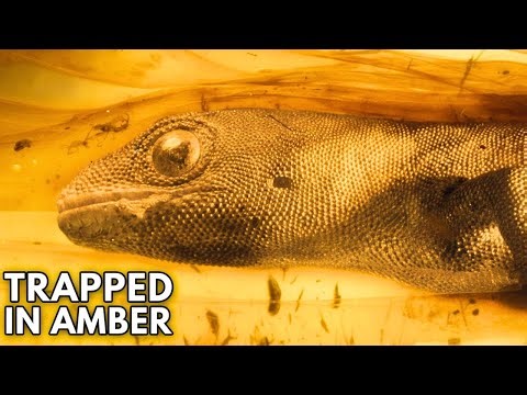 5 Mind-Blowing Creatures Trapped in Amber for Millions of Years