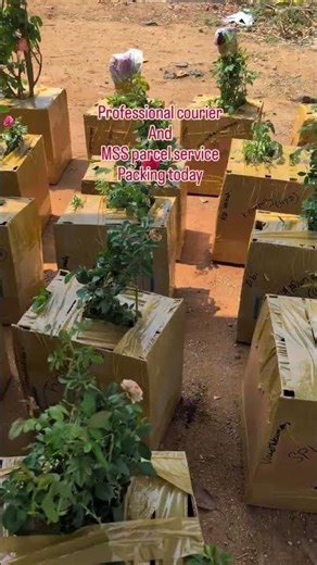 professional courier and MSS parcel service packing and shipping #packing #new #flowers #newplants