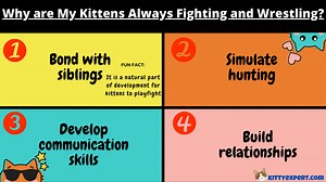 Why are My Kittens Always Fighting and Wrestling? - The Kitty Expert