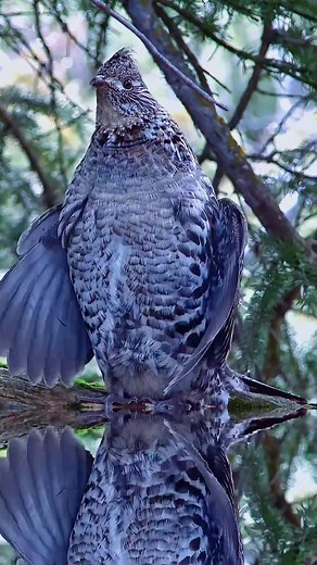 A burst drummer artists of nature.Ruffed Grouse （Bonasa umbellus）cock male drumming.#bird #grouse | Yamato Tokuya