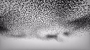Murmuration with obstacles