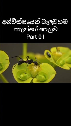 අන්වීක්ෂයෙන් බැලුවහම සතුන්ගේ බය හිතෙන පෙනුම! 😱 | Part 01 #Microscope #Sinhala #ApexKnowledge