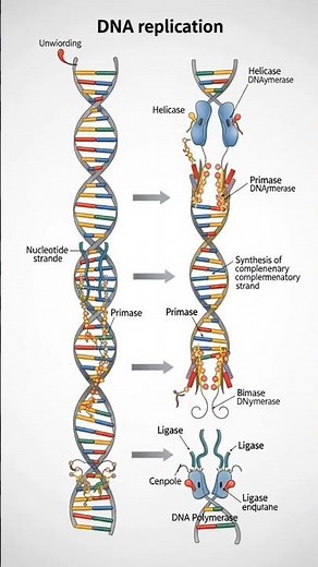 DNA STRUCTURE #motivation#cbse #cbse12thbiology #science #science #A.K.BIOOGY CLASSES