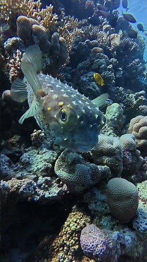 Porcupinefish Inflating 😱🐡 | Nature’s Balloon Fish