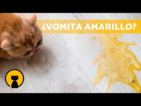 ¿Por qué mi GATO VOMITA AMARILLO? 🐱🟡 (4 Causas de los Vómitos Amarillos en Gatos)