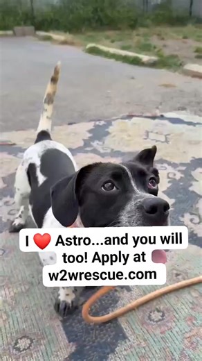 Meet Astro — the happiest little guy you’ll ever meet! This 25-lb Dachshund/Hound mix is playful, affectionate, and always smiling. He’s recovering beautifully from his cherry eye surgery and ready to start the best chapter of his life — in your home 💛 🐾 Good with dogs 💙 Treat-motivated ✨ Full of personality Apply at w2wrescue.com and watch your email for Wags communication! #AdoptAstro #RescueDogReel #AdoptDontShop #RescueLove #SmallDogBigHeart | Wags 2 Wishes Animal Rescue