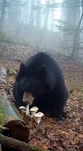 クマが毒キノコを食べた瞬間…！Part2 #animalshorts #衝撃映像 #監視カメラ #自然の記録 #野生動物