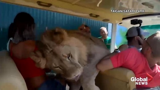 Lion jumps into car at safari park in Crimea, startling tourists