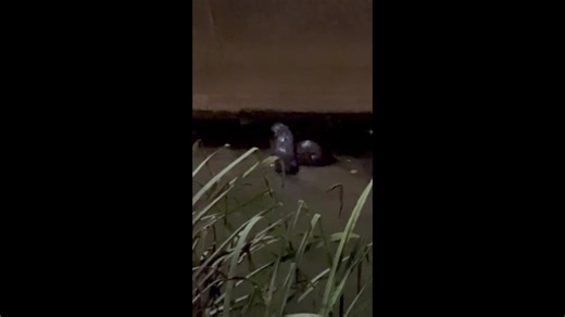 34K views · 354 reactions | If you're in need of a midweek pick-me-up, take a look at these two - spotted in the River Waring right in the middle of Horncastle! Thank you to Samantha Graves for sharing her video. | Lincolnshire Wildlife Trust | Facebook