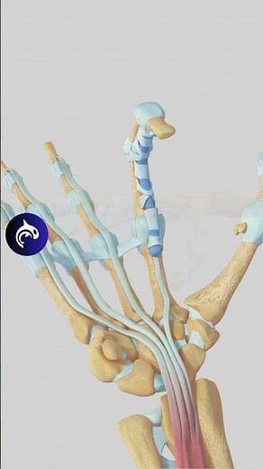 Trigger Finger: See the Condition and Surgery in 3D