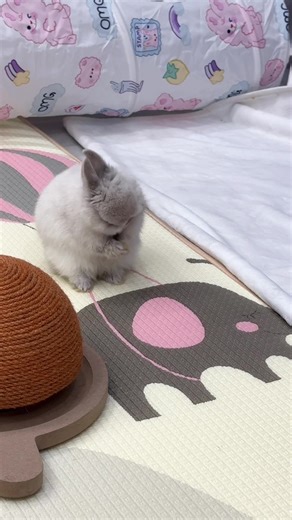 Washing it’s face is the cutest thing a bunny does!💕#bunny #bunnylove #cute