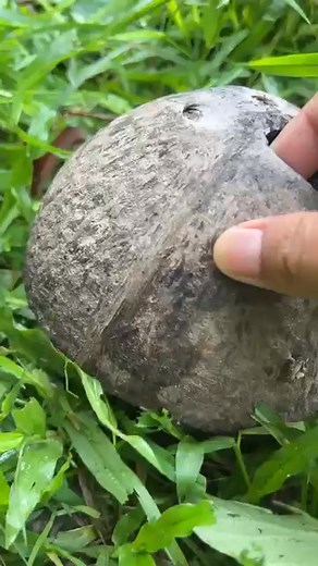 Albino 🐸🐸 #frog #animal #nature #wildlife | Chan Xin