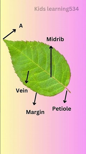 parts of a leaf|| Environmental Studies Grade 4#shorts #