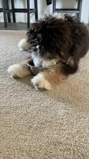 The Doodle Anthem - Music Lesson for Your Bernedoodle Puppy