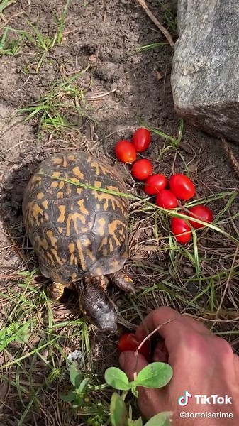 Feeding Box Turtles Tomatoes - Safe and Healthy Diet Options