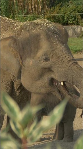 What Sound Does an Elephant Make? 🐘