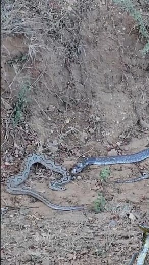 russell viper vS cobra