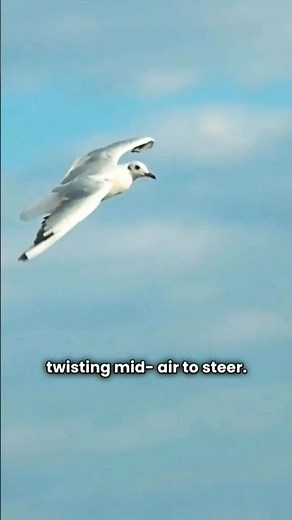 The snake that can fly 🐍