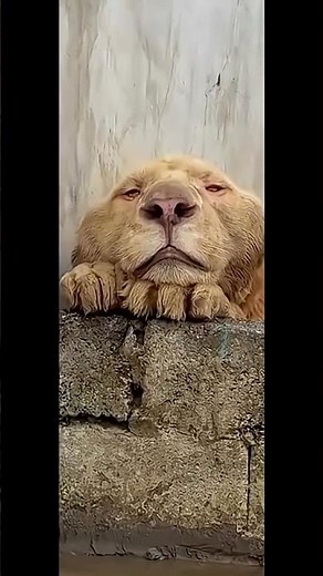 Never thought I will see a lion with Down syndrome#reels