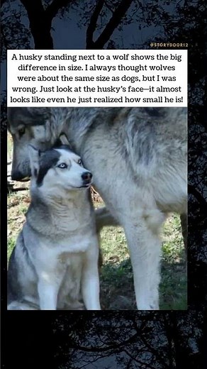 Husky vs Wolf – The Size Difference 🐺🐕
