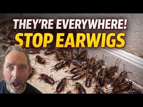 How to Get Rid of Earwigs FAST (Why They Keep Coming Back)