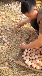 🐓 Внимание, птицевъди! Вашите пилета, патици, гъски, пъдпъдъци или пауни снасят ли малко или никакви яйца? 🥰 Не се притеснявайте! Тайната се крие в тази високоефективна добавка за производство на яйца! 🥚 Хранете с тази добавка непрекъснато в продължение на 7 дни и наблюдавайте как производството на яйца на вашите пилета се увеличава драстично. Яйцата са големи, с дебела черупка и с отлично качество. Видимите резултати са наистина впечатляващи! 🦤 Стимулира развитието на фоликулите при пилетат