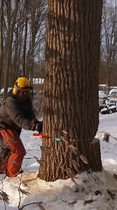 Felling trees is extremely dangerous especially big trees. However I needed this tree down for the woodyard expansion so we did our best! She’s down just not quite as I hoped! #cuttingtrees #chainsaw #lumberjack | Hard Working Man