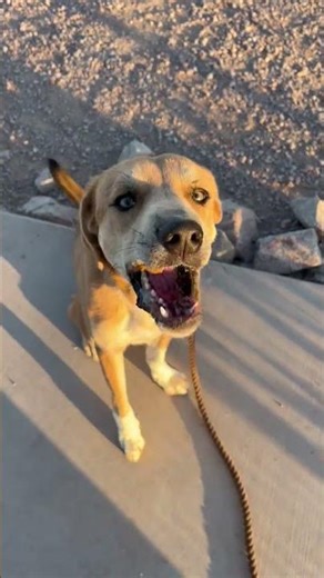 Video of adoptable pet named Iris (Courtesy )