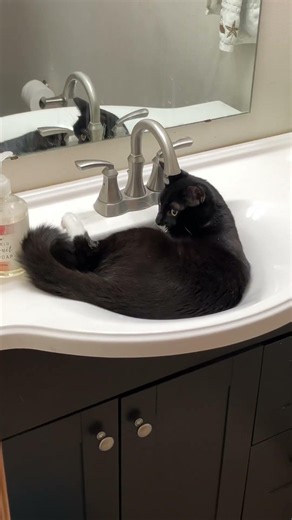 tuxedo cat plays with his tail in the sink