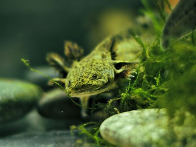 Axolotl Water Requirements - Temperature, pH, Hardness & More - Axolotl Nerd