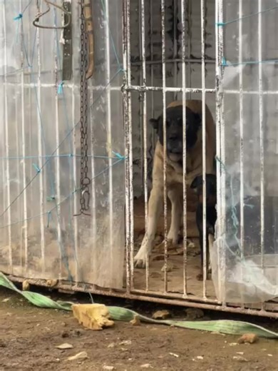 #lunesha#kastriot #peshkopi #tirana