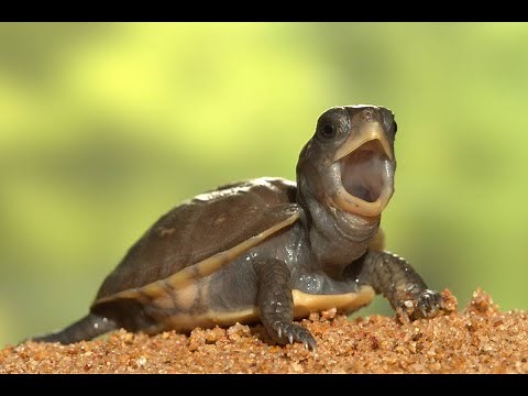The Essential Truths You Must Know About Turtle Evolution
