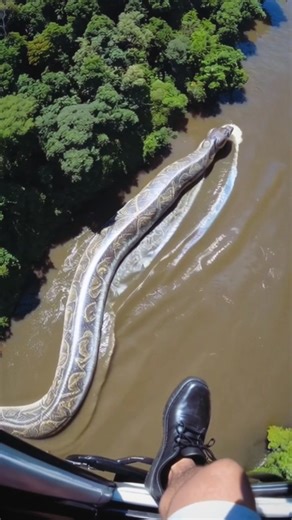 Rahul Nanda on Instagram: "Anacondas are among the most fearsome and fascinating creatures lurking in the waters of the Amazon rainforest. Known as the largest and heaviest snakes in the world, green anacondas can grow over 30 feet long and weigh up to 250 kilograms. These mighty reptiles thrive in the murky rivers, swamps, and flooded forests of the Amazon Basin, where their olive-green scales help them blend perfectly into their surroundings. Anacondas are non-venomous constrictors, meaning th