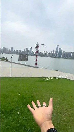 I’ll Show You Who’s the Best Flyer! 🥊 #SugarGlider #CuteAnimals #FlyingChallenge