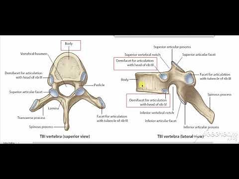 Typical Thoracic vertebrae