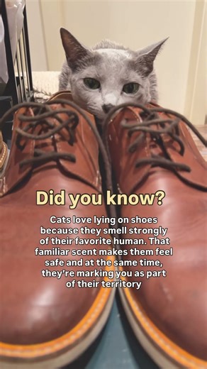 Certified Shoe Sniffer #cozy #catnap #catlifestyle #weirdcat #funnycats #catshorts