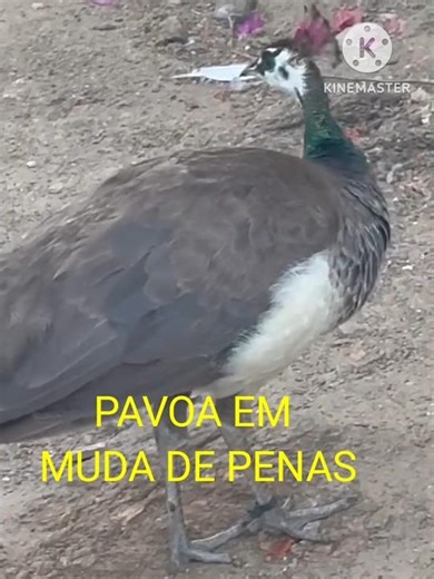 Peacock Molting: How to Raise Peacocks. #viralshorts #shortsfeed #videoshorts